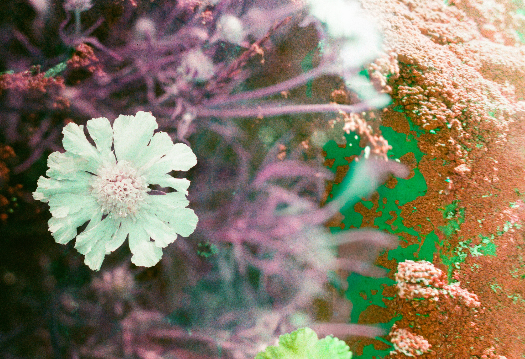 Mycélium en fleurs