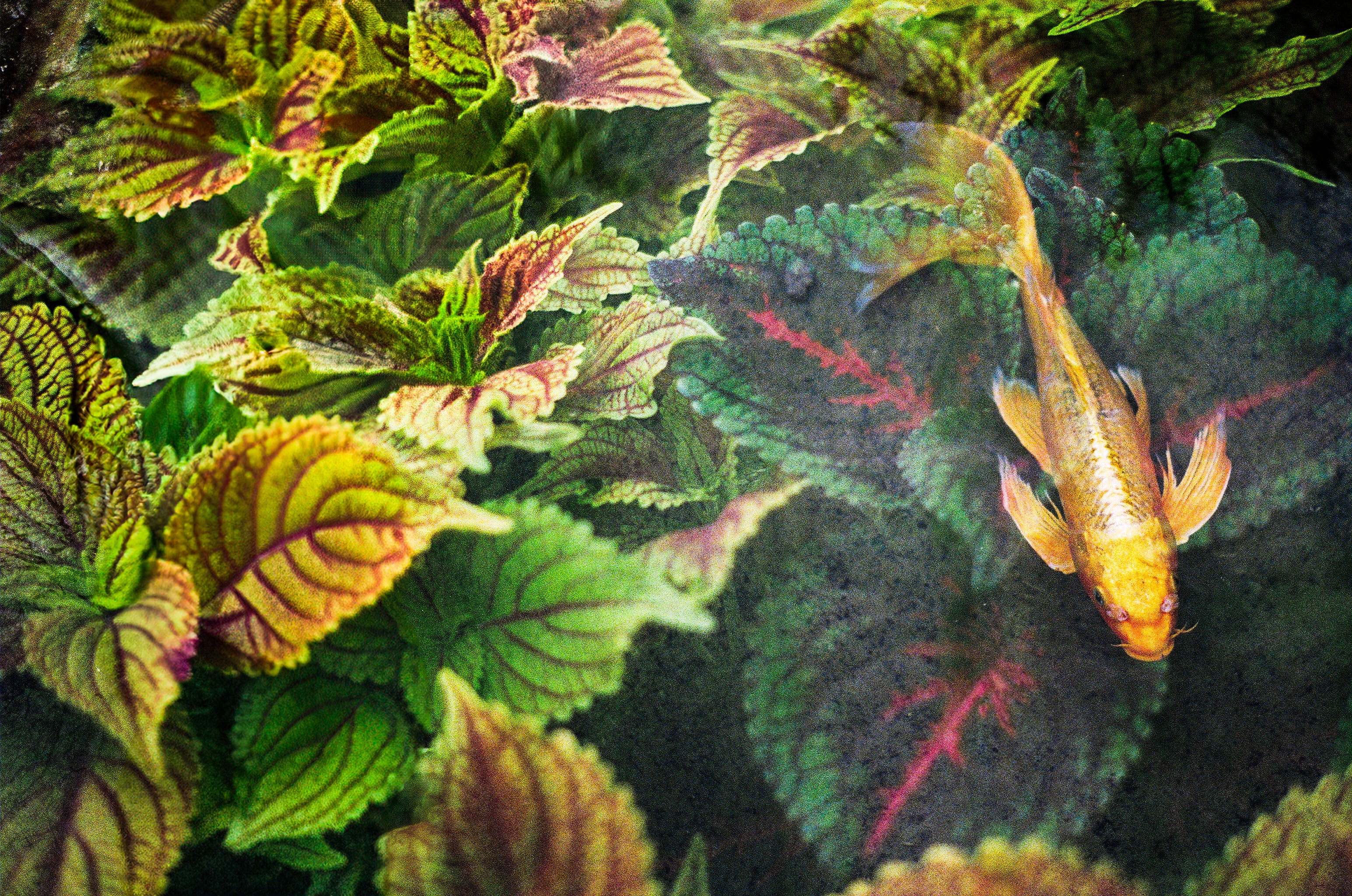 Ecosystems